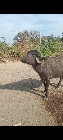 थंबनेल 3