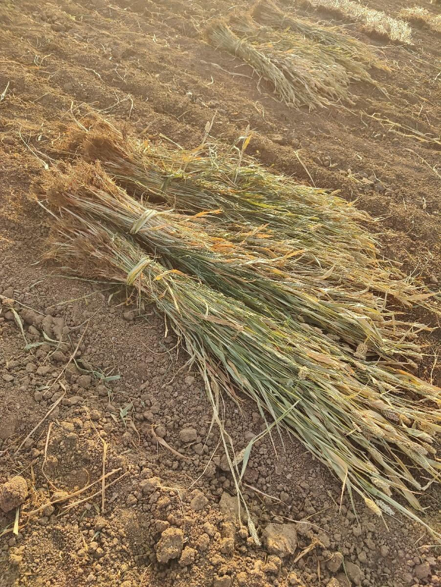 જુવારનો ચારો વેચવાનો છે