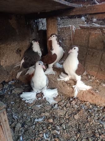 थंबनेल 2