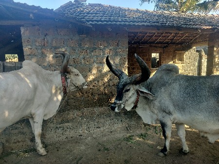 બળદ વેચવાના છે