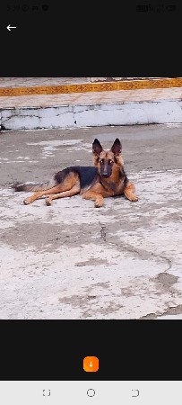 female vechava ni che