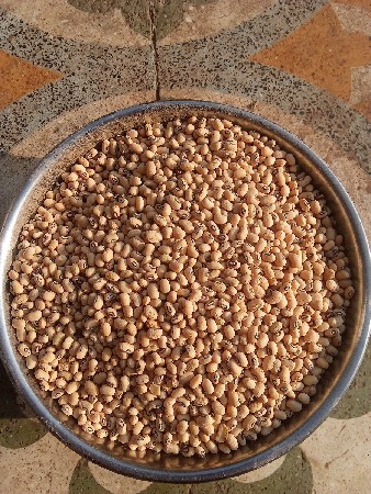 ચોળી બિયારણ