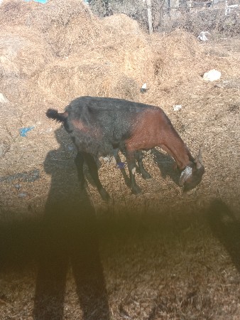 બકરી વેસવાની છે