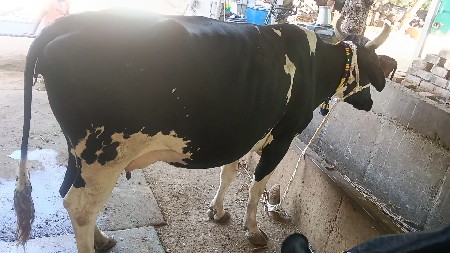 ક્રોસગાય