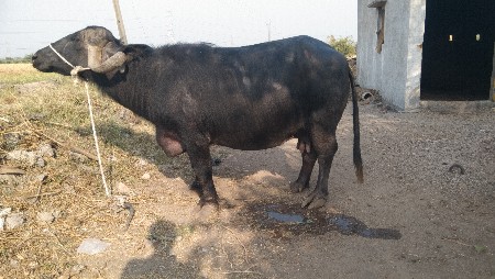 વેચવાની