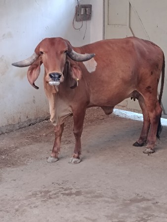 વેસાવની