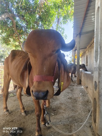 ગીર ગાય વેચવા નિ છે