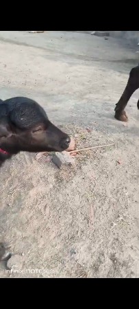 थंबनेल 2