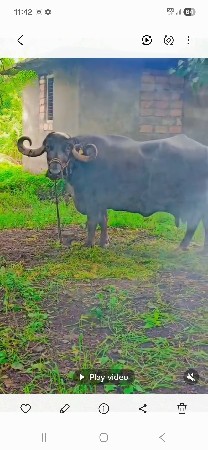 ભેસ વેચવાની છે