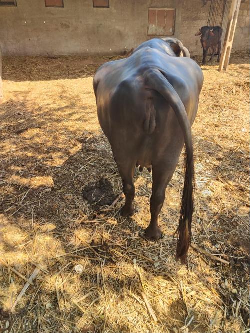 થંબનેલ 3