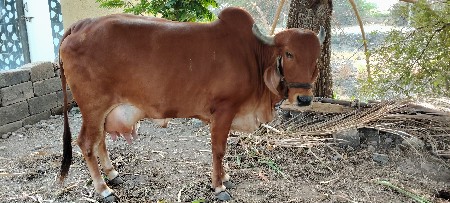 વેચવા ની છે