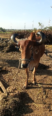 थंबनेल 2