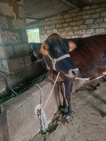 थंबनेल 2