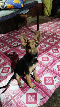 જર્મન સેફટ કુતરી વેચવા ની છે