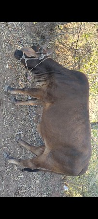 બે જર્સી ગાય વેચવાની છે