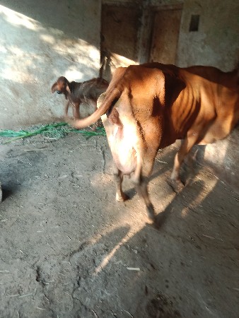 એચબ.ગાય.9.લિટર.દુધ.હાજરમા