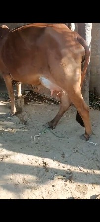 थंबनेल 2