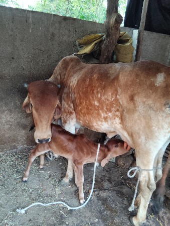 પેલુવેતર