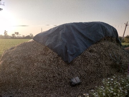 માંડવીયું, ચારો, પાલો