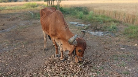 બળદ વેચવાનો છે.