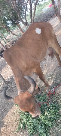 ગાય વેશવાની છે