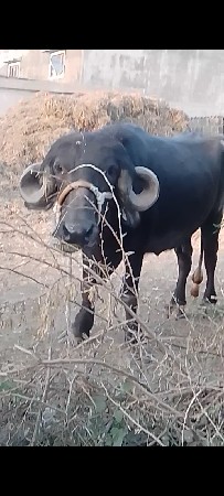 ભેંસ વેચવાની છે