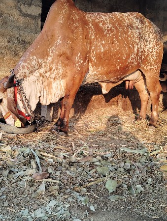 थंबनेल 3