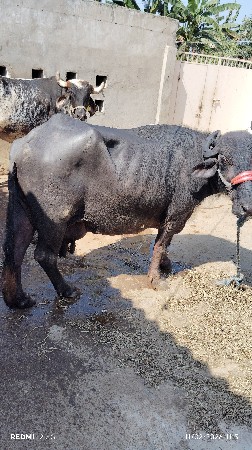 थंबनेल 2