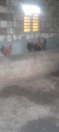 थंबनेल 3