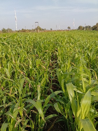 थंबनेल 3