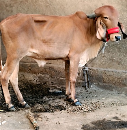 थंबनेल 3