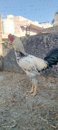 થંબનેલ 3