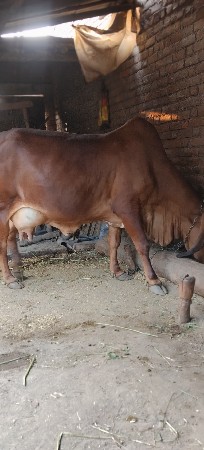 થંબનેલ 3