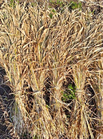 જુવારની નીરણ વેચવાની