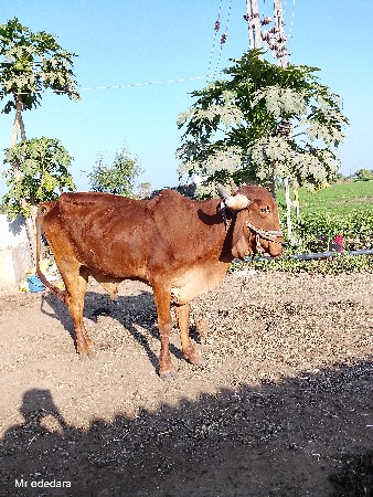 थंबनेल 3