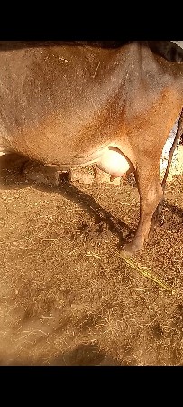 ગાય વેચાવછે