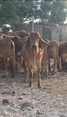 ઘી વેચવાનું છે