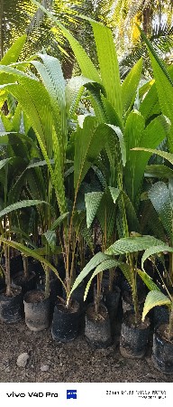 નારયળી નાં રોપા