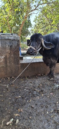 थंबनेल 2