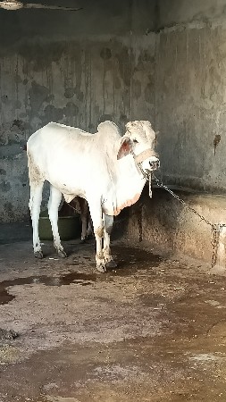 કાંકરેજ વાછડી