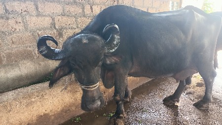 ભેંસ વેચવાની છે