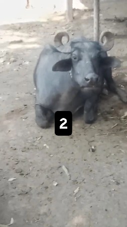 2 ભેસુ ગાભણ છે