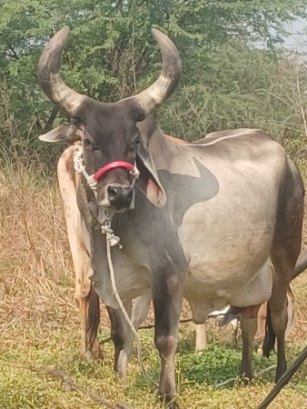 थंबनेल 2