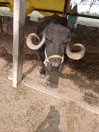 थंबनेल 3