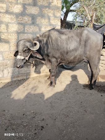 थंबनेल 3