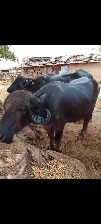 थंबनेल 2