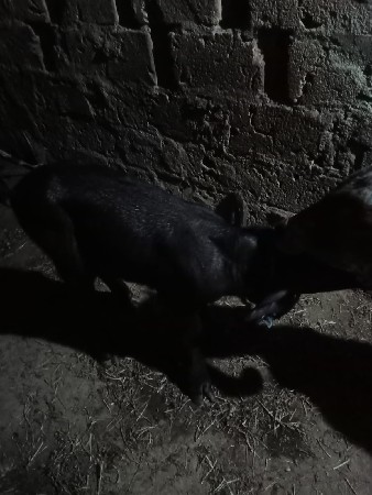 અર્જનભાઈ  રામ