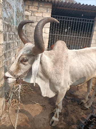 थंबनेल 2