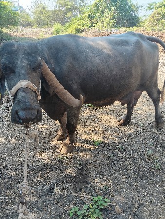 થંબનેલ 3