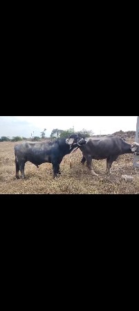 થંબનેલ 3